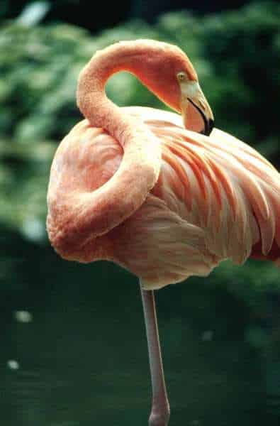 billeder af lyserød flamingo. Ordet forveksles ofte med ordet flamenco, som er ordet for den andalusiske gitano-kultur flamenco
