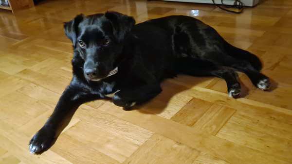 hund - k&aelig;ledyr portr&aelig;t