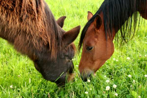 Heste som k&aelig;ledyr