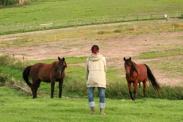 Heste som k&aelig;ledyr