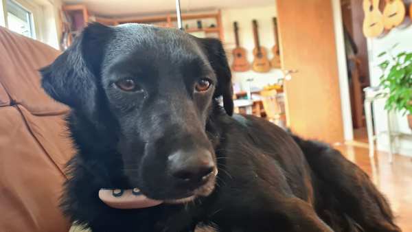 Hund som k&aelig;ledyr