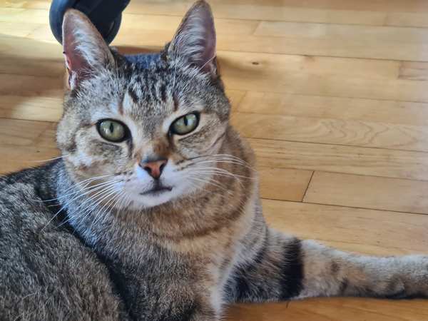 Kat som k&aelig;ledyr