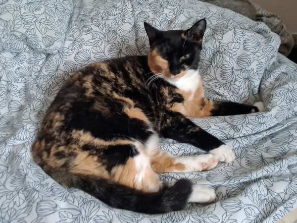 Kat som k&aelig;ledyr