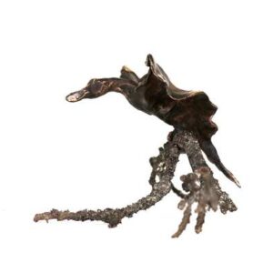 Bronzefugl med udbredte vinger på en gren