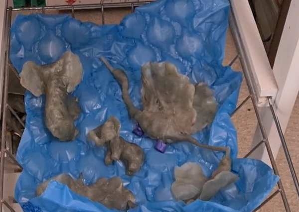 Voksmodeller inden støbning i bronze