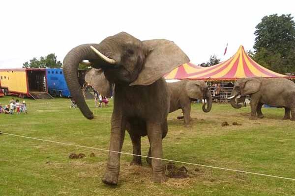 Elefant som motiv til elefantmaleri